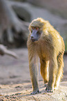 Guinea baboon