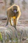 Guinea baboon