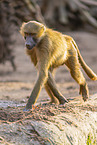 Guinea baboon