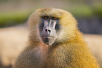 Guinea baboon