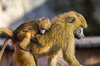 Guinea baboon