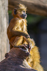 Guinea baboon