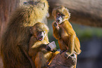 Guinea baboon