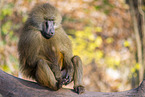 Guinea baboon