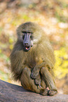 Guinea baboon