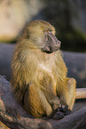 Guinea baboon