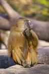Guinea baboon