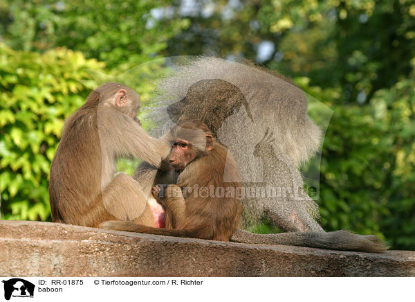 Mantelpavian / baboon / RR-01875