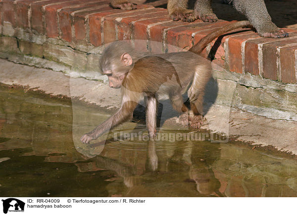 hamadryas baboon / RR-04009