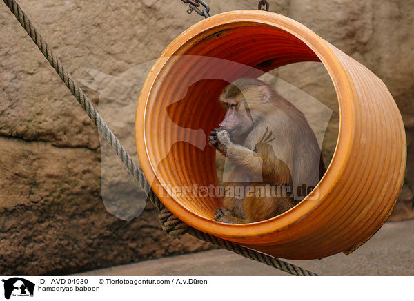 Mantelpavian / hamadryas baboon / AVD-04930