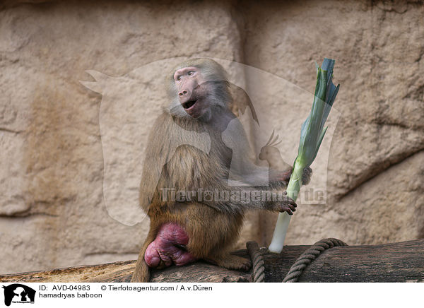 Mantelpavian / hamadryas baboon / AVD-04983