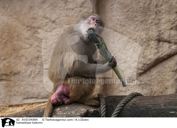 Mantelpavian / hamadryas baboon / AVD-04984