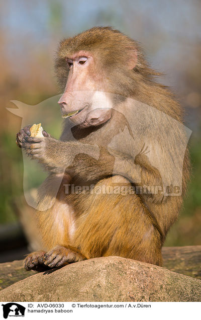 hamadryas baboon / AVD-06030