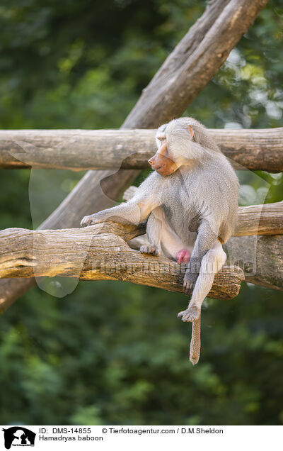 Mantelpavian / Hamadryas baboon / DMS-14855