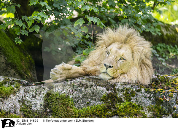 Afrikanischer Lwe / African Lion / DMS-14865