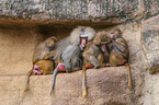 hamadryas baboons