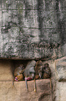 hamadryas baboons