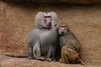 hamadryas baboons