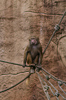 hamadryas baboon