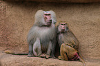 hamadryas baboons