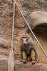 hamadryas baboon
