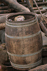 hamadryas baboon