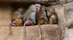 hamadryas baboons