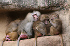 hamadryas baboons