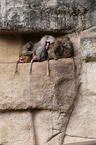 hamadryas baboons
