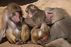 hamadryas baboons