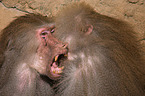 hamadryas baboons