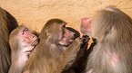 hamadryas baboons