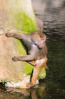 hamadryas baboon
