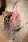 hamadryas baboon