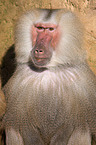 hamadryas baboon