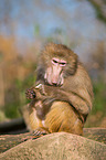 hamadryas baboon