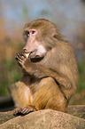 hamadryas baboon