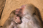 hamadryas baboons