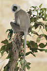 Hanuman Langur