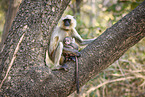 grey langur