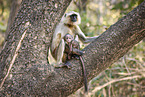 grey langur