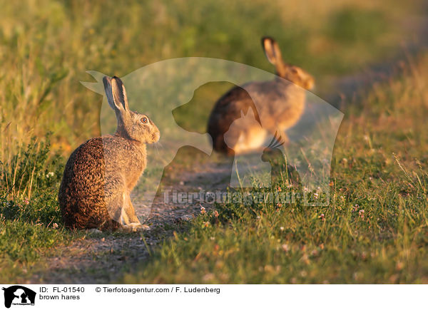 Hasen / brown hares / FL-01540