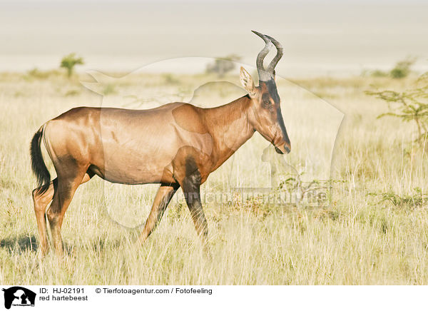 red hartebeest / HJ-02191