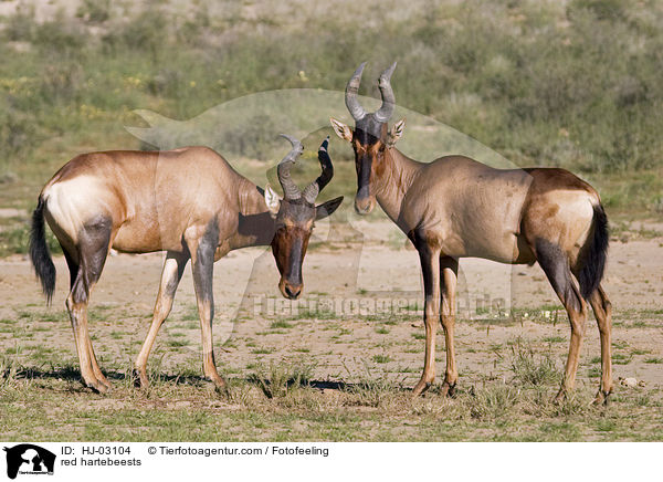 red hartebeests / HJ-03104