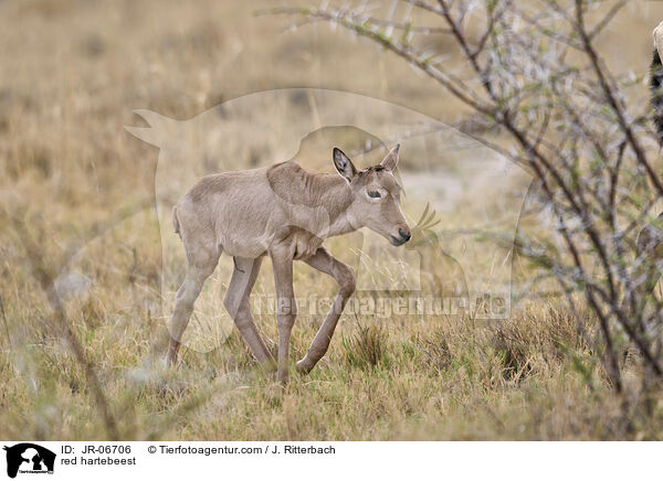 red hartebeest / JR-06706