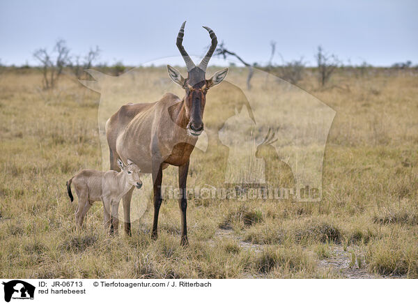 Kuhantilopen / red hartebeest / JR-06713