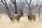 red hartebeests