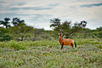 red hartebeest