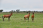 red hartebeest