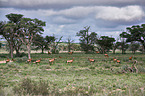 red hartebeests